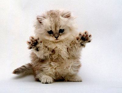 игрушки для кошки. фото фотография, кошки