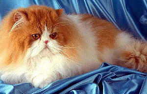 домашняя кошка (felis domesticus, felis silvestris domesticus), фото фотография, кошки