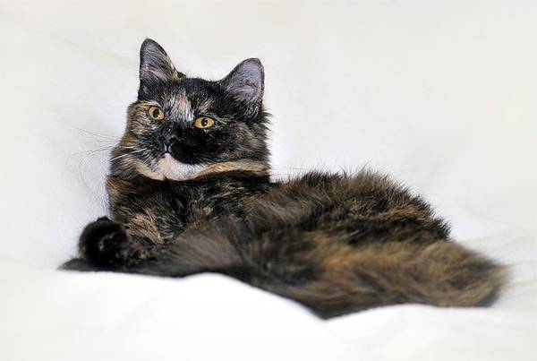 кошка, фото кошки фотография