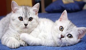 2 кошки в доме