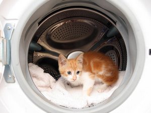 опасности для кошек