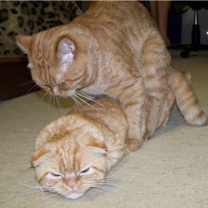 течка и вязка кошек