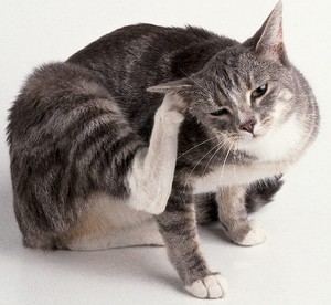 чистка ушей кошке