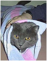 фиксация кошки