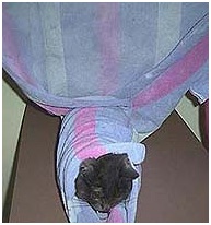 фиксация кошки