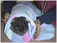 фиксация кошки